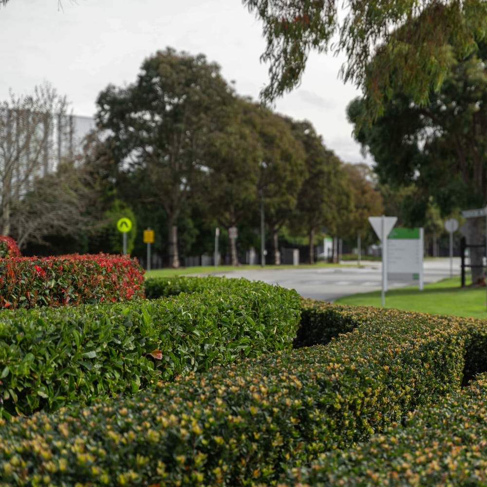 Commercial Landscape Maintenance