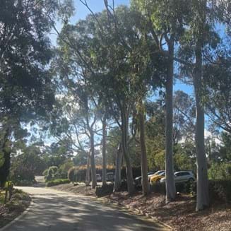 Lemon-Scented Gums| Landscaping Victoria Plant of the Month