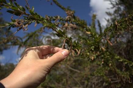 Acacia is our January Plant of the Month| Landscaping Victoria