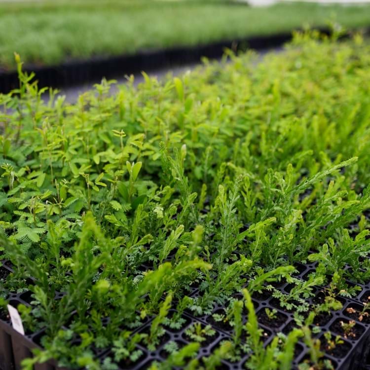 Acacia paradoxa, the Kangaroo Thorn | Landscaping Victoria