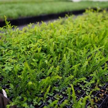 Acacia paradoxa, the Kangaroo Thorn | Landscaping Victoria