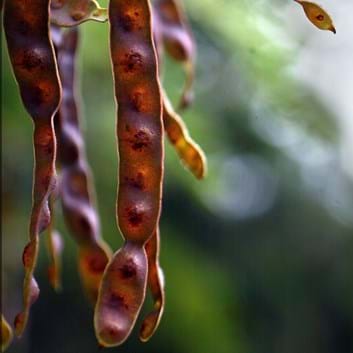 Blackwood Acacia seed funicle Landscaping Victoria