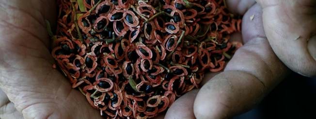 Acacia melanoxylon (Blackwood) seeds | Landscaping Victoria