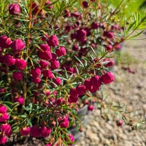 Dark pink flower buds on boronia heterophylla mirabelle in flowers