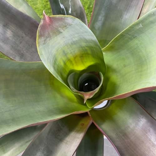 Bromeliads absorb moisture through their central vase or cup | Landscaping Victoria