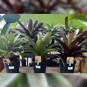 Bromeliads| Landscaping Victoria Plant of the Month