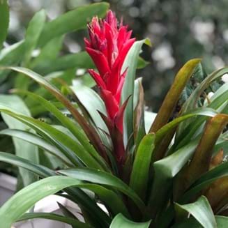 Bromeliads| Landscaping Victoria Plant of the Month