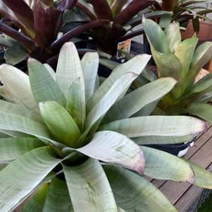 Bromeliads are low maintenance | Landscaping Victoria Plant of the Month