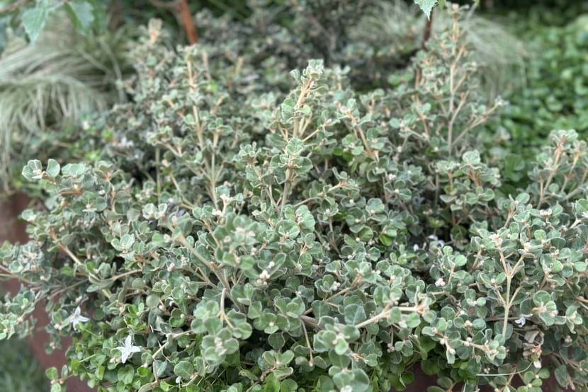 Correa alba ‘Prostrate’ | Landscaping Victoria March Plant of the Month