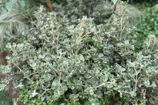 Correa alba ‘Prostrate’ | Landscaping Victoria March Plant of the Month