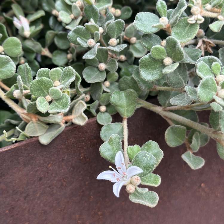 Correa alba ‘Prostrate’ | Landscaping Victoria March Plant of the Month