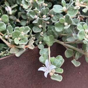 Correa alba ‘Prostrate’ | Landscaping Victoria March Plant of the Month