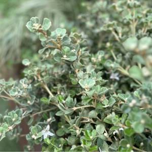 Correa alba ‘Prostrate’ | Landscaping Victoria March Plant of the Month