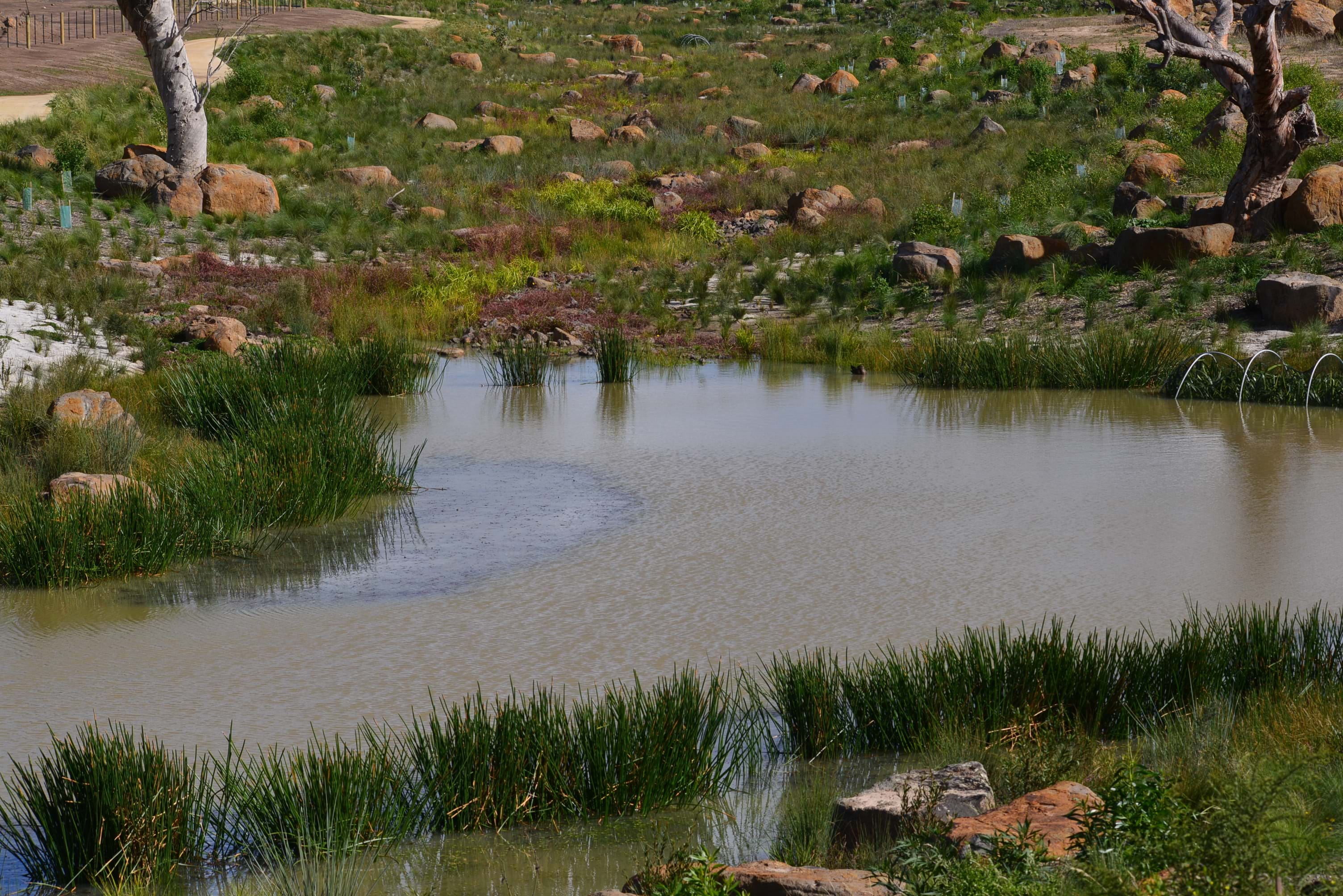 Plants - Australian Ecosystems