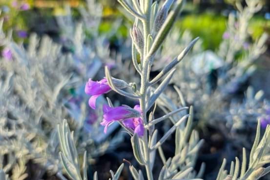 Eremophila nivea with silvery foliage