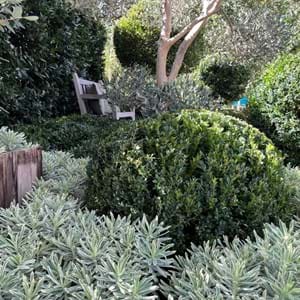 Euphorbia Silver Swan, Laurus Miles Choice Hedge and Olive Cloud tree