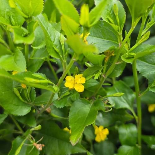 Yellow flowers surrounded by green leaves goodenia ovata little goodie