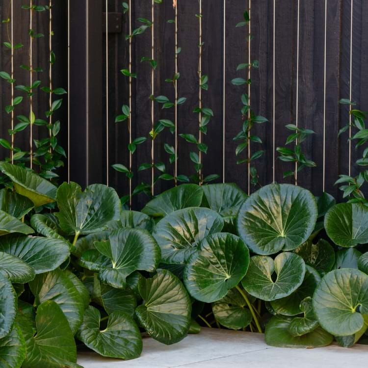 Greenery adds value to your property like this by COS Designs Image by Erik Holt | Landscaping Victoria