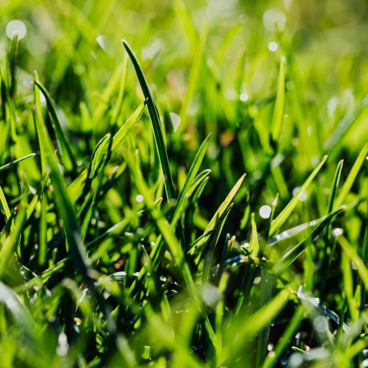 Growing Healthy Communities: How Sustainable Turf Builds Connection and Wellbeing