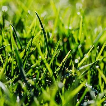 Growing Healthy Communities: How Sustainable Turf Builds Connection and Wellbeing
