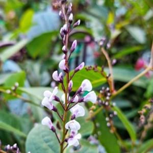 Australian native wisteria Hardenbergia violacea
