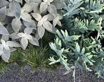 Softscaping in the Landscape