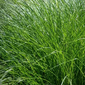 Lomandra| Landscaping Victoria March Plant of the Month