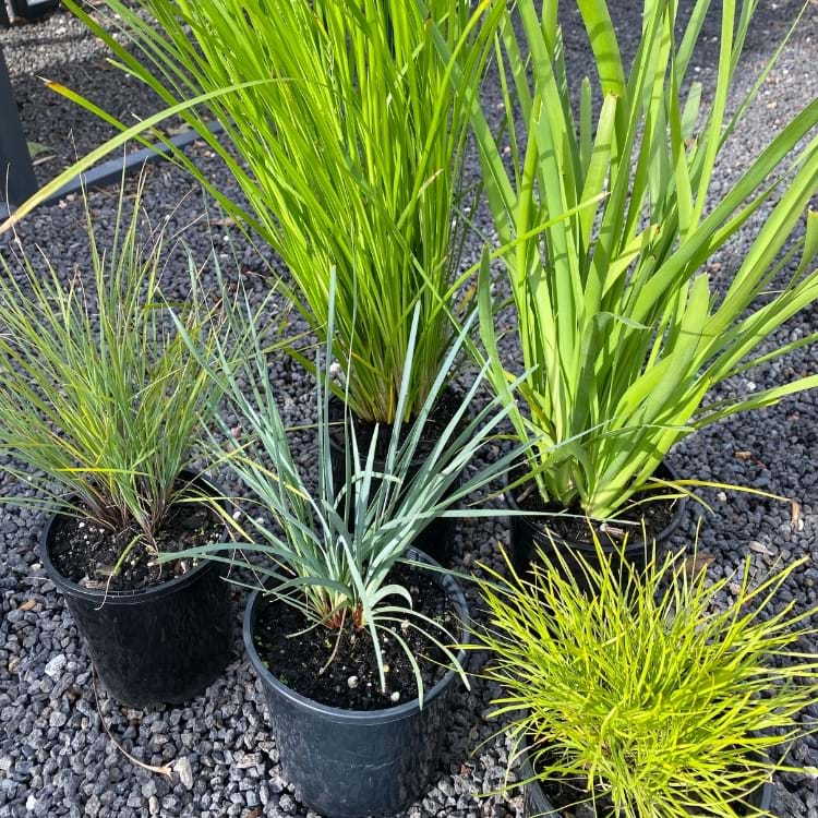 Lomandra | Landscaping Victoria