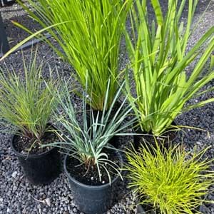 Lomandra | Landscaping Victoria