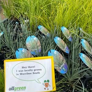 Correa alba ‘Prostrate’ | Landscaping Victoria March Plant of the Month