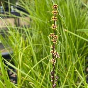 Lomandra| Landscaping Victoria March Plant of the Month