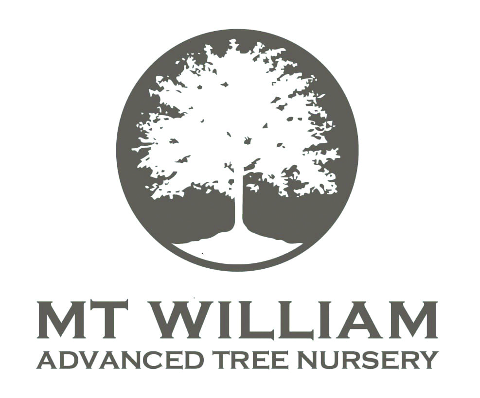 Mt.William