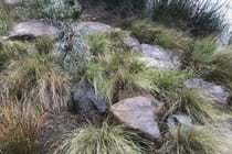 The Natural Built Environment