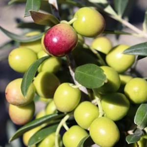 Olea Garden Harvest - Fruit