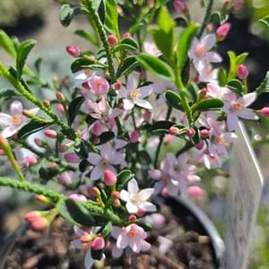White and pink star shaped flowers philotheca myoporoides flower girl wax flower