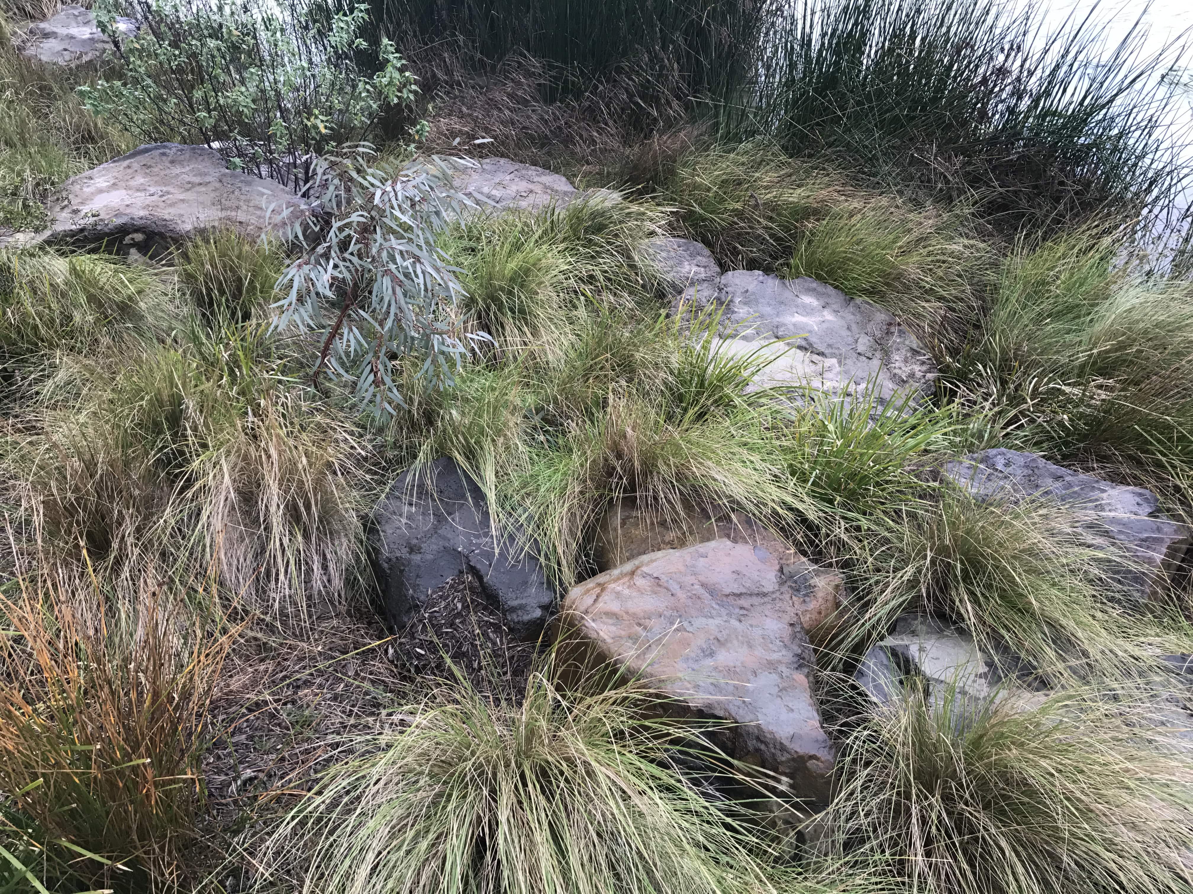 The Sustainable Landscape - Australian Ecosystems