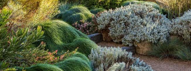 Planting in the garden of a home in Fairhaven Victoria by Ocean Road Landscaping | Landscaping Victoria
