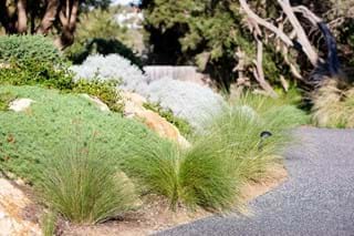 Plants in the Landscape