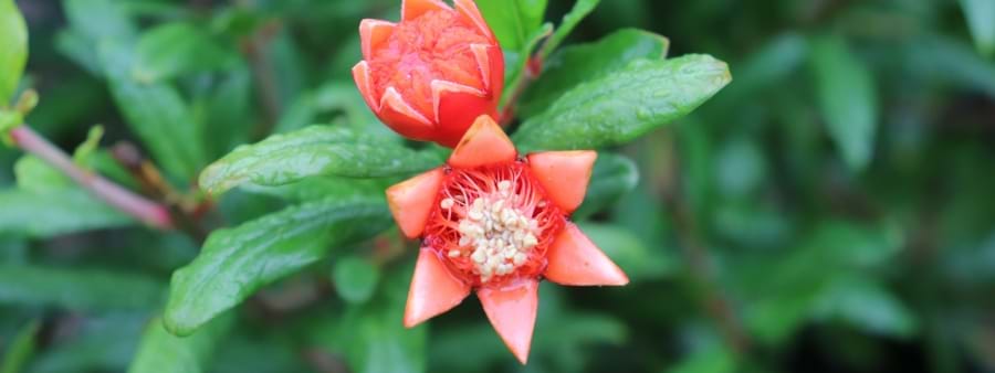 Punica granatum 'Wonderful' (Pomegranate) | Landscaping Victoria
