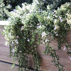 Rosmarinus Santa Barbara - Foliage