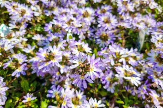 Native Australian purple flowers scaevola aemula alba
