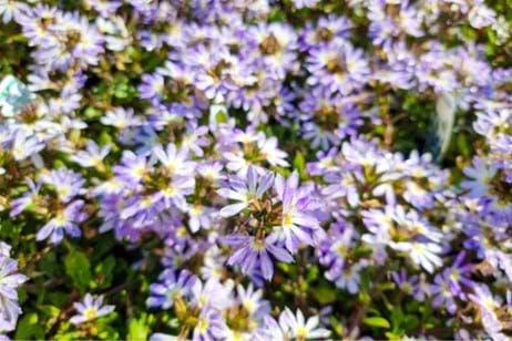 Native Australian purple flowers scaevola aemula alba