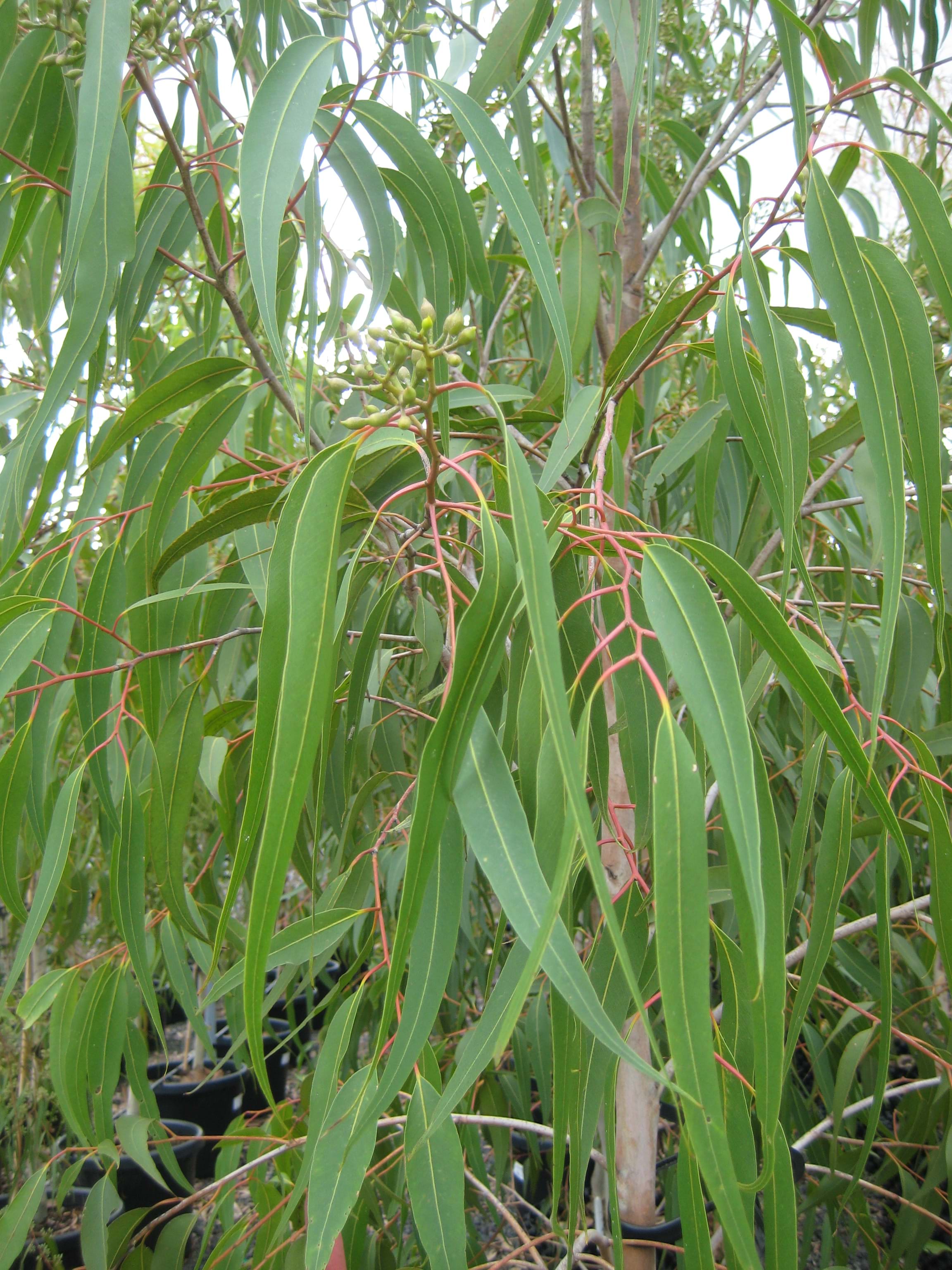 Corymbia citriodora "dwarf pink" | Landscaping Victoria