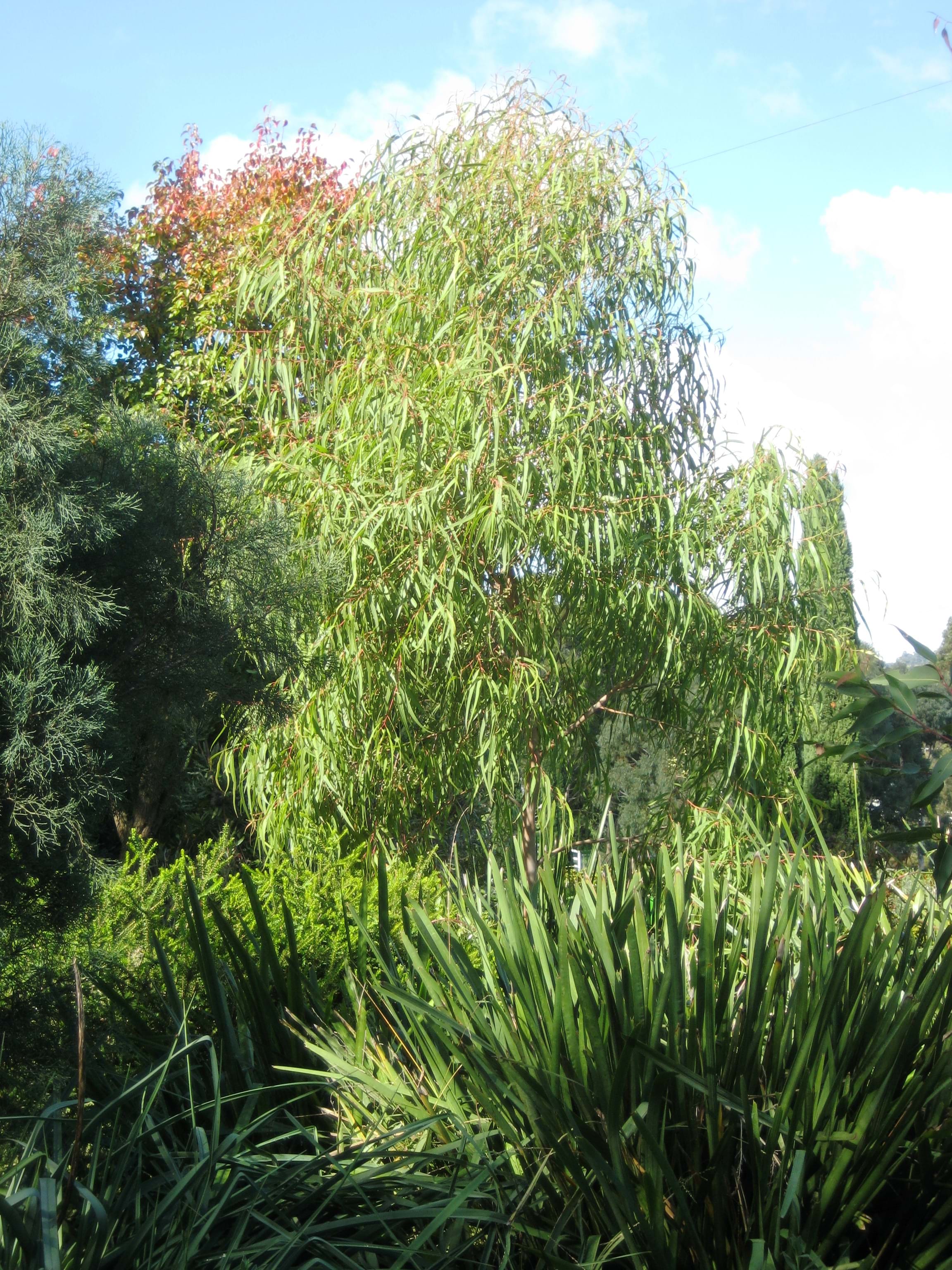 Smaller lemon-scented gums for urban gardens| Landscaping Victoria Plant of the Month