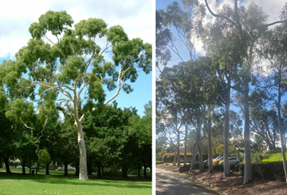 Corymbia citriodora grow up to 20 metres tall