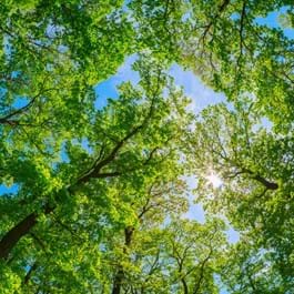 Your Voice in Government: Sustainable Landscapes, Fair Regulation | Landscaping Victoria